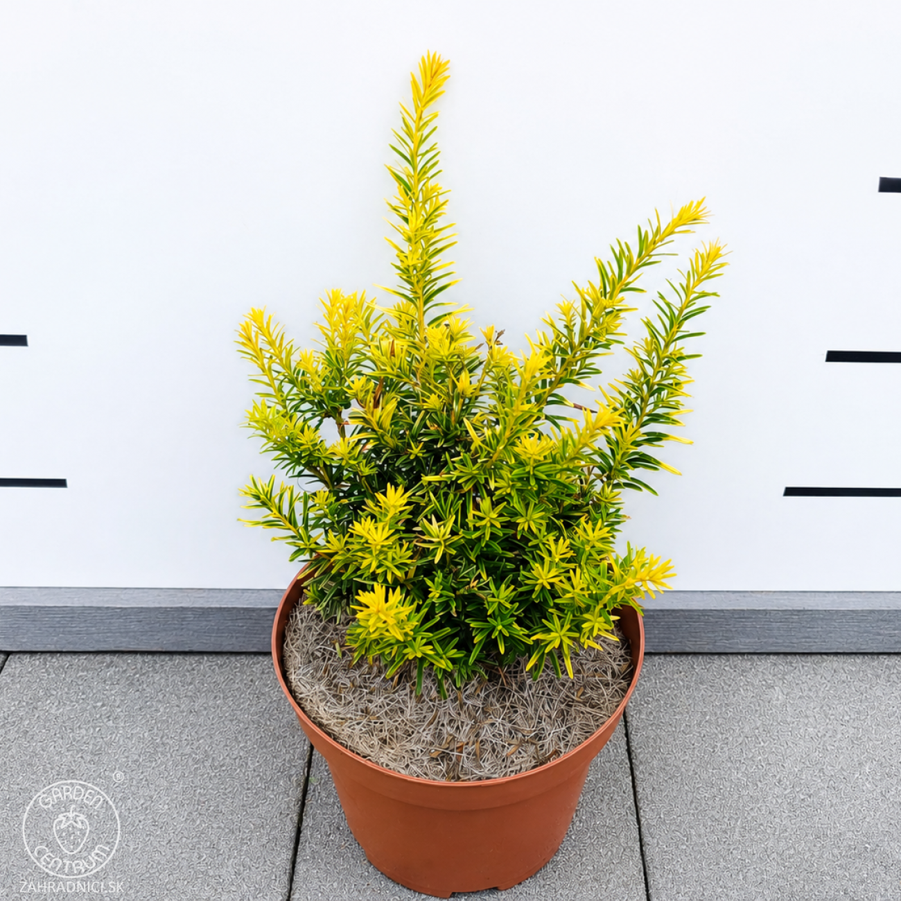Obrázok Tis obyčajný (Taxus baccata) ´SEMPERAUREA´ - výška: 15-25 cm, kont. C3L